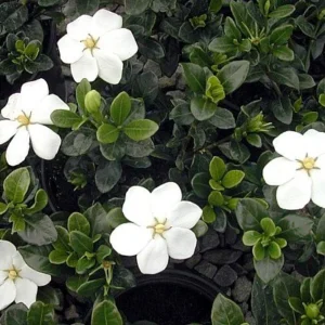 Hardy Daisy Gardenia Plant - 2.5