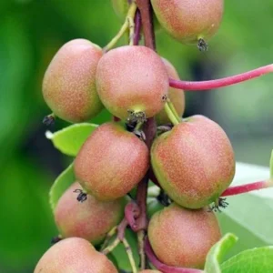 Hardy Female Kiwi Plant - 2.5 Inch Pot - Fruiting Vine