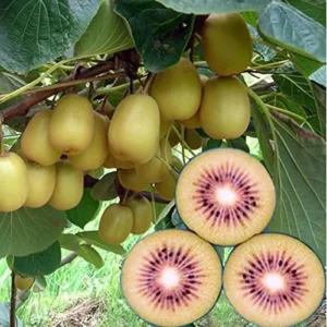 Hardy Kiwi Tree - Yellow Kiwi Plant 6-14