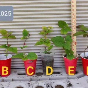 Hardy Kiwi Tree - Yellow Kiwi Plant 6-14