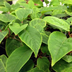 Hardy Male Kiwi Plant - Fairchild Pollenizer Vine - 2.5" Pot