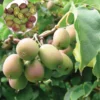 Hardy Meader Kiwi Plant - Male Actinidia Vine - 2.5 Inch Pot - Tasty Pollinator