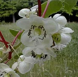 Hardy Meader Kiwi Plant - Male Actinidia Vine - 2.5 Inch Pot - Tasty Pollinator