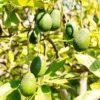 Hass Avocado Tree - Grafted Fruit Tree - 2-3 Ft Tall - 3 Gal Pot