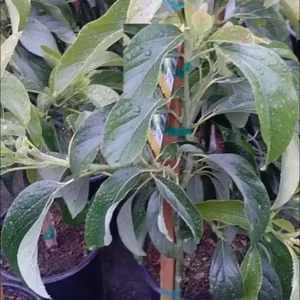 Hass Avocado Tree - Grafted Fruit Tree - 2-3 Ft Tall - 3 Gal Pot