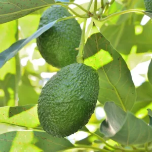 Hass Avocado Tree - Grafted Fruit Tree - 2-3 Ft Tall - 3 Gal Pot