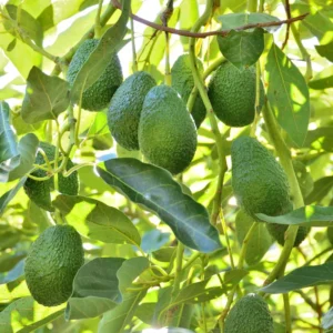 Hass Avocado Tree - Grafted Fruit Tree - 2-3 Ft Tall - 3 Gal Pot
