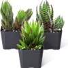 Haworthia Collection - 3 Succulent Plants - 2 inch Pot - Assorted Varieties