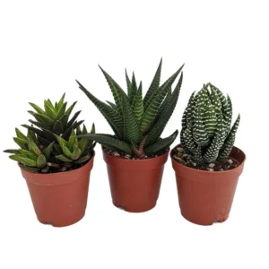 Haworthia Collection - 3 Succulent Plants - 2 inch Pot - Assorted Varieties