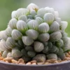 Haworthia Cooperi Succulent - 2.5 Inch Pot - Unique Indoor Plant