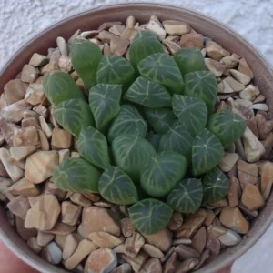 Haworthia Cooperi Succulent - 2.5 Inch Pot - Unique Indoor Plant