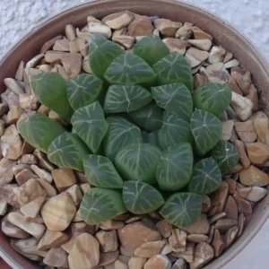 Haworthia Cooperi Succulent - 2.5 Inch Pot - Unique Indoor Plant
