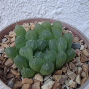 Haworthia Cooperi Succulent - 2.5 Inch Pot - Unique Indoor Plant