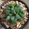 Haworthia Mutica Succulent 2 inch Pot Dark Green Rosette Easy Care Indoor Plant