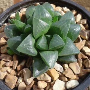 Haworthia Mutica Succulent 2 inch Pot Dark Green Rosette Easy Care Indoor Plant