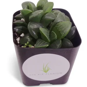 Haworthia Mutica Succulent 2 inch Pot Dark Green Rosette Easy Care Indoor Plant