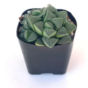 Haworthia Mutica Succulent 2 inch Pot Dark Green Rosette Easy Care Indoor Plant