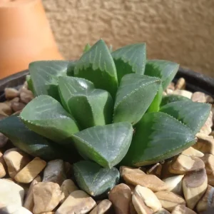 Haworthia Mutica Succulent 2 inch Pot Dark Green Rosette Easy Care Indoor Plant