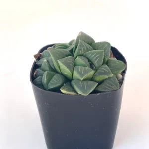 Haworthia Mutica Succulent 2 inch Pot Dark Green Rosette Easy Care Indoor Plant