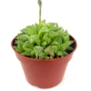 Haworthia Retusa Succulents 4 inch Pot Rosette Indoor Plant