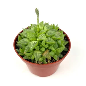 Haworthia Retusa Succulents 4 inch Pot Rosette Indoor Plant