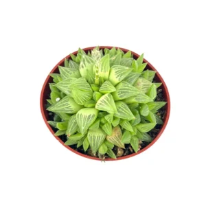 Haworthia Retusa Succulents 4 inch Pot Rosette Indoor Plant