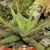 Haworthia Succulent Plant - Low Maintenance - 2.5 Inch Pot - Easy Care Indoor Plant