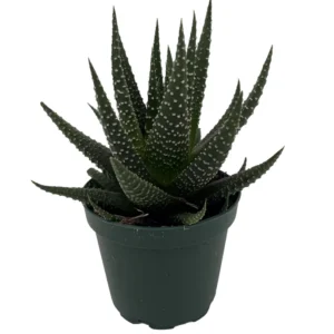 Haworthia Succulent Plant - Low Maintenance - 2.5 Inch Pot - Easy Care Indoor Plant