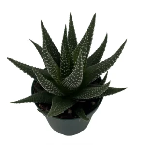 Haworthia Succulent Plant - Low Maintenance - 2.5 Inch Pot - Easy Care Indoor Plant