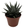 Haworthia herbacea Succulent House Plant 2.5 inch Pot Indoor Plant