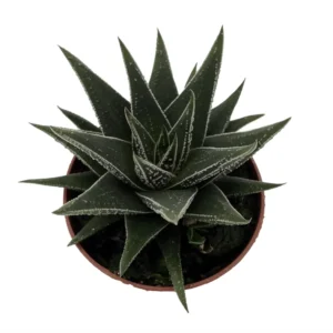 Haworthia herbacea Succulent House Plant 2.5 inch Pot Indoor Plant