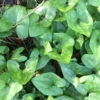 Heartleaf Ginger Plant Bare Root - 5 Organic Ginger Bulbs - Perennial Wildflower