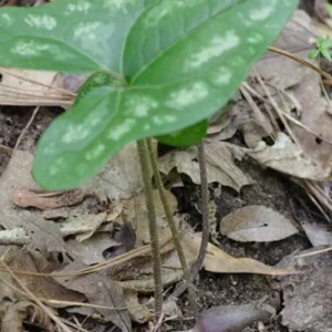Heartleaf Ginger Plant Bare Root - 5 Organic Ginger Bulbs - Perennial Wildflower