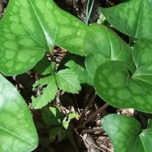 Heartleaf Ginger Plant Bare Root Hexastylis Arifolia Organic Ginger Bulbs Perennial Wildflower