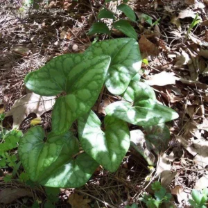 Heartleaf Ginger Plant Bare Root Hexastylis Arifolia Organic Ginger Bulbs Perennial Wildflower