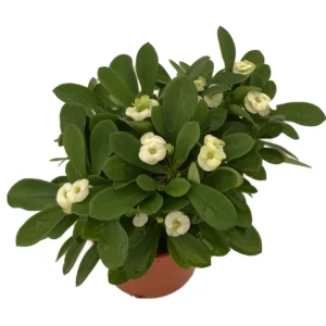 Hector Crown of Thorns Plant - Euphorbia Milii - 4 inch Pot - Easy Care Houseplant