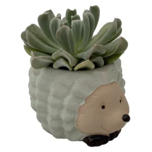Hedgehog Forest Friend Planter with Succulent Plant - 3 Inch Ceramic Pot