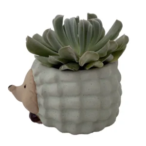 Hedgehog Forest Friend Planter with Succulent Plant - 3 Inch Ceramic Pot