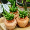 Hedgehog Snake Plant Sanseveria - 4 Inch Pot - Collector's Series Houseplant