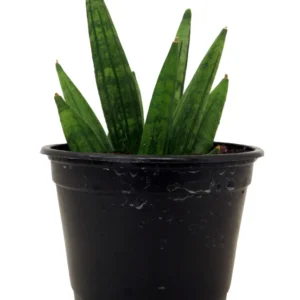 Hedgehog Snake Plant Sanseveria - 4 Inch Pot - Collector's Series Houseplant