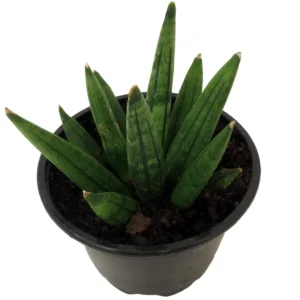 Hedgehog Snake Plant Sanseveria - 4 Inch Pot - Collector's Series Houseplant
