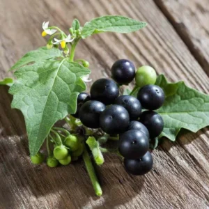 Heirloom Black Nightshade Seeds - Hierba Mora - Solanum Nigrum Seeds