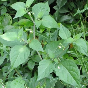 Heirloom Black Nightshade Seeds - Hierba Mora - Solanum Nigrum Seeds