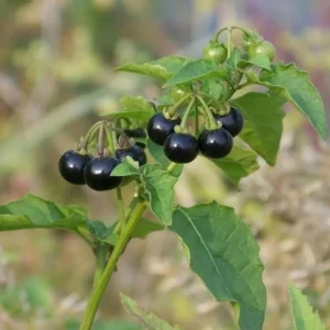 Heirloom Black Nightshade Seeds - Hierba Mora - Solanum Nigrum Seeds