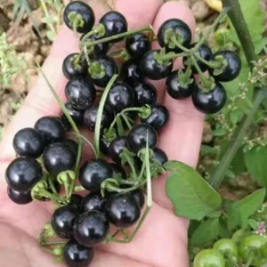 Heirloom Black Nightshade Seeds - Hierba Mora - Solanum Nigrum Seeds
