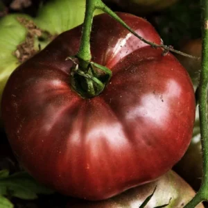 Heirloom Cherokee Purple Tomato Plant - 4 inch Pot - High Yield and Flavor