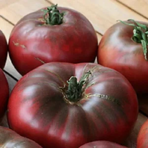 Heirloom Cherokee Purple Tomato Plant - 4 inch Pot - High Yield and Flavor