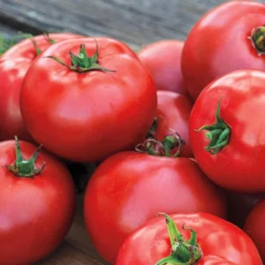 Heirloom Tomato Plants Live - 2 Pack, 4-8 Inch, Ready to Plant