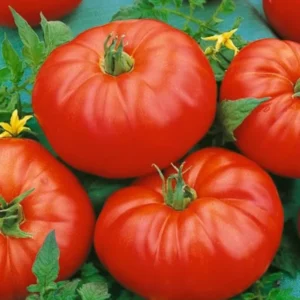 Heirloom Tomato Plants Live - 2 Pack, 4-8 Inch, Ready to Plant
