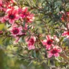 Helene Strybing Pink Tea Tree Live Plant -Shrub for Sale